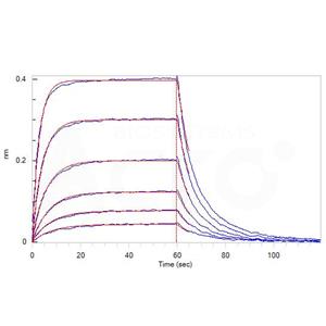 Human PD-L2 / B7-DC Protein
