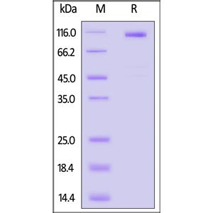 Biotinylated Human Cadherin-17 / CDH17 Protein