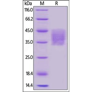 Human PD-L2 / B7-DC Protein