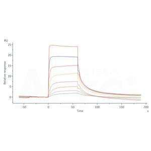 Human FcRn / FCGRT&B2M Heterodimer Protein