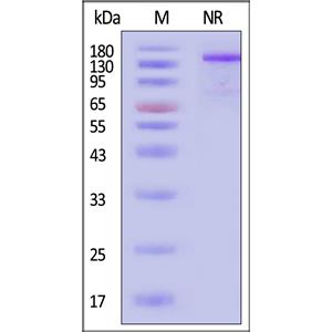 Human CD40 Ligand / TNFSF5 Protein