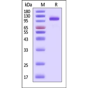 Human PTK7 / CCK4 Protein
