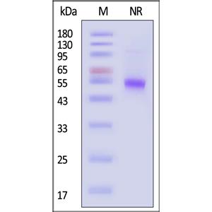 Human CD40 Ligand / TNFSF5 Protein