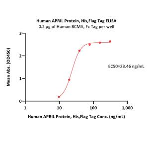 Human APRIL / TNFSF13 Protein