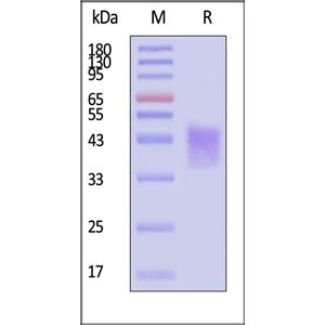 CD28 Protein