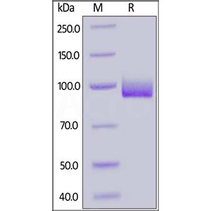 Biotinylated Human PSMA / FOLH1 Protein