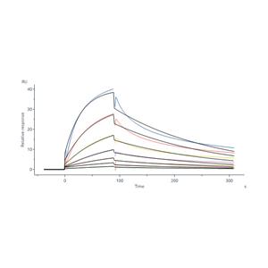 Biotinylated Human TL1A / TNFSF15 Protein