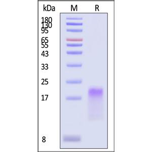 Human BAFFR / TNFRSF13C Protein
