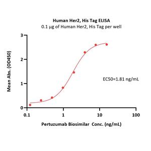 Human Her2 / ErbB2 Protein