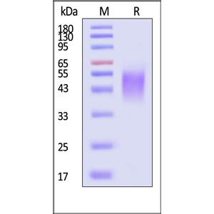 Human B7-1 / CD80 Protein