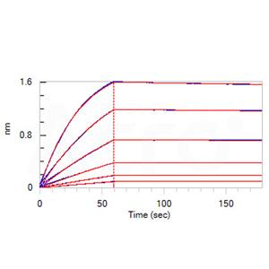 Human IL-23 alpha&IL-12 beta Heterodimer Protein