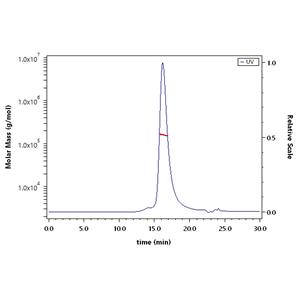 Human Transferrin R / CD71 Protein