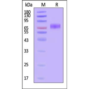 Human B7-H3 (4Ig) / B7-H3b Protein