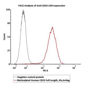 Biotinylated Human CD20 / MS4A1 Full Length Protein
