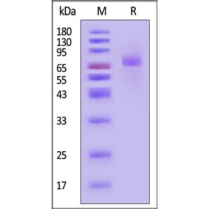 Biotinylated Human B7-H3 (4Ig) / B7-H3b Protein