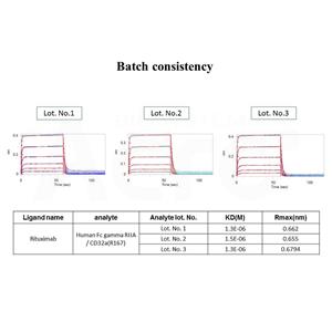 Human Fc gamma RIIA / CD32a (R167) Protein