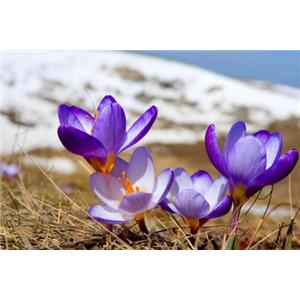 MAGNOLIA DENUDATE FLOWER EXTRACT