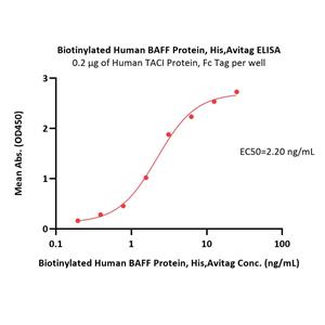 Biotinylated Human BAFF / TNFSF13B / CD257 Protein