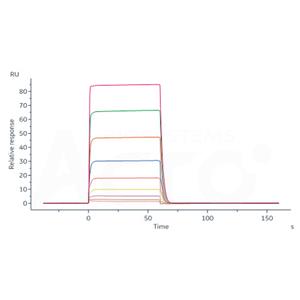 Human Fc gamma RIIA / CD32a (H167) Protein