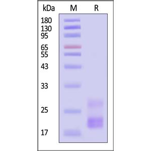 Human CD3 epsilon&CD3 gamma Heterodimer Protein