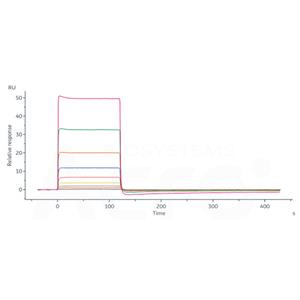 Human Fc gamma RIIIB / CD16b (NA2) Protein