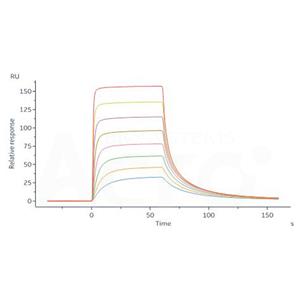 Biotinylated Human FcRn / FCGRT&B2M Heterodimer Protein