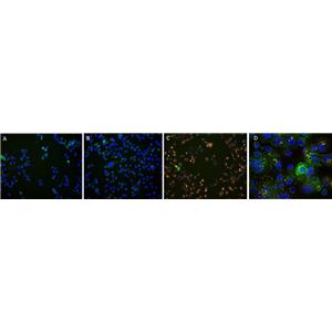 Antibody Internalization Detection Reagent