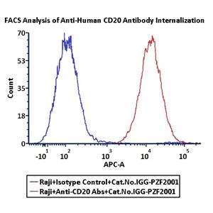 Antibody Internalization Detection Reagent
