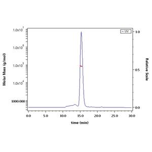 Human Her2 / ErbB2 Protein