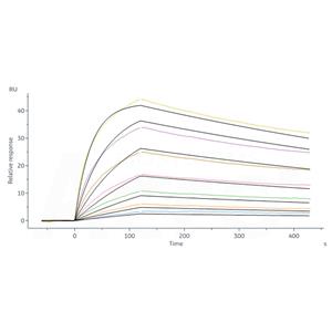 Human Fc gamma RI / CD64 Protein