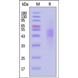 Biotinylated Human B7-H4 Protein