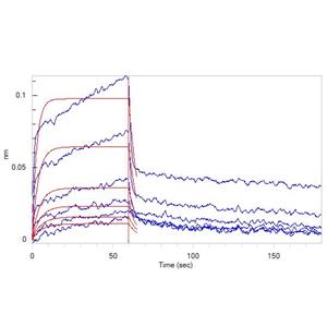 Human CD2 / SRBC Protein