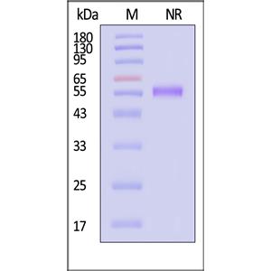 Human BAFF / TNFSF13B / CD257 Protein