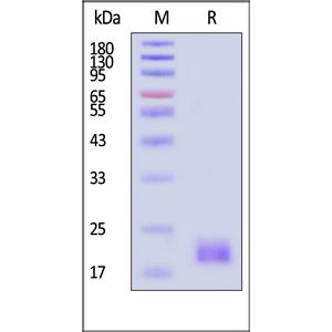 Human TACI / TNFRSF13B Protein