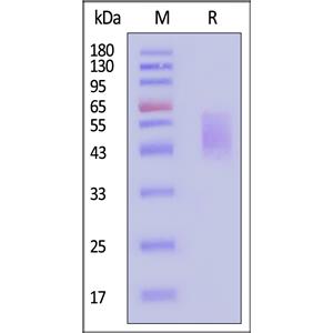 Human B7-2 / CD86 Protein