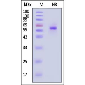 Human APRIL / TNFSF13 Protein