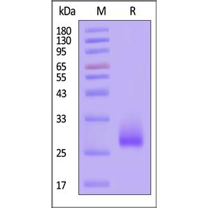Human DcR3 / TNFRSF6B Protein