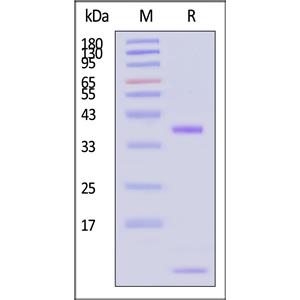 Biotinylated Human FcRn / FCGRT&B2M Heterodimer Protein
