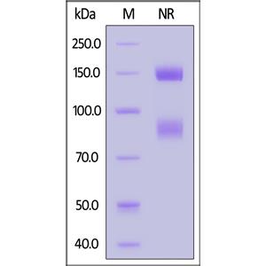 Biotinylated Human Integrin alpha V beta 6 (ITGAV&ITGB6) Heterodimer Protein