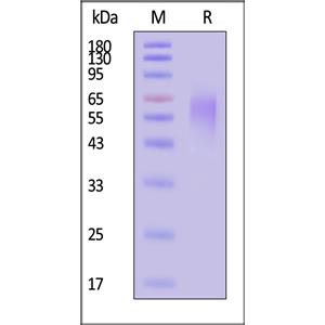 Human CEACAM-6 / CD66c Protein