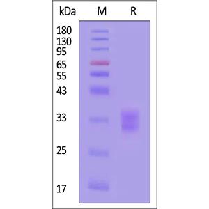 Biotinylated Human 4-1BB / TNFRSF9 Protein