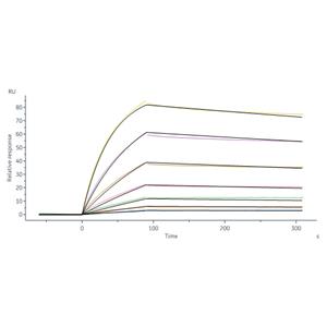 Human B7-H3 (4Ig) / B7-H3b Protein