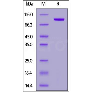 Biotinylated Human Transferrin R / CD71 Protein