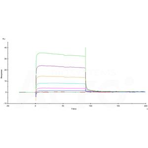 Human Fc gamma RIIIB / CD16b (NA1) Protein