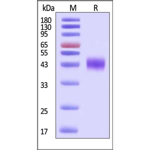 Human Siglec-3 / CD33 Protein