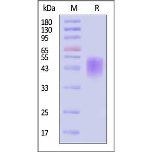 Human Fc epsilon RI alpha Protein