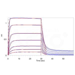 Human Fc gamma RIIA / CD32a (H167) Protein
