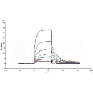 Human Serum Albumin Protein