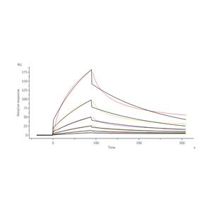 Human Integrin alpha V beta 6 (ITGAV&ITGB6) Heterodimer Protein