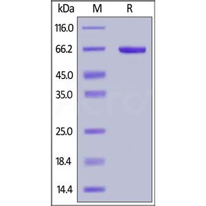 Biotinylated Human Serum Albumin Protein